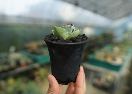 アガベ　兜蟹　Agave isthmensis “Kabutogani”　No.2