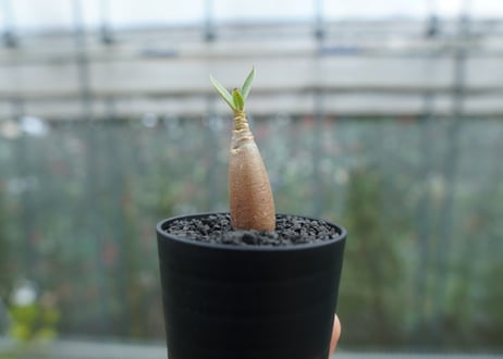 アデニウム　Adenium  No.7