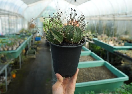 ユーフォルビア　スーパーバリダ　Euphorbia super valida  No.1