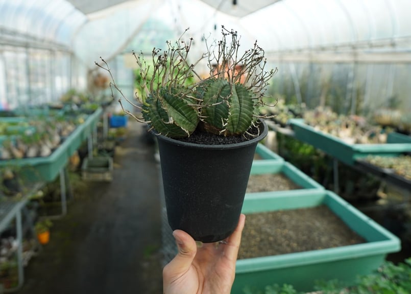 ブラックバリダ×スーパーバリダ 親株 子株付 ① ブラックバリダ