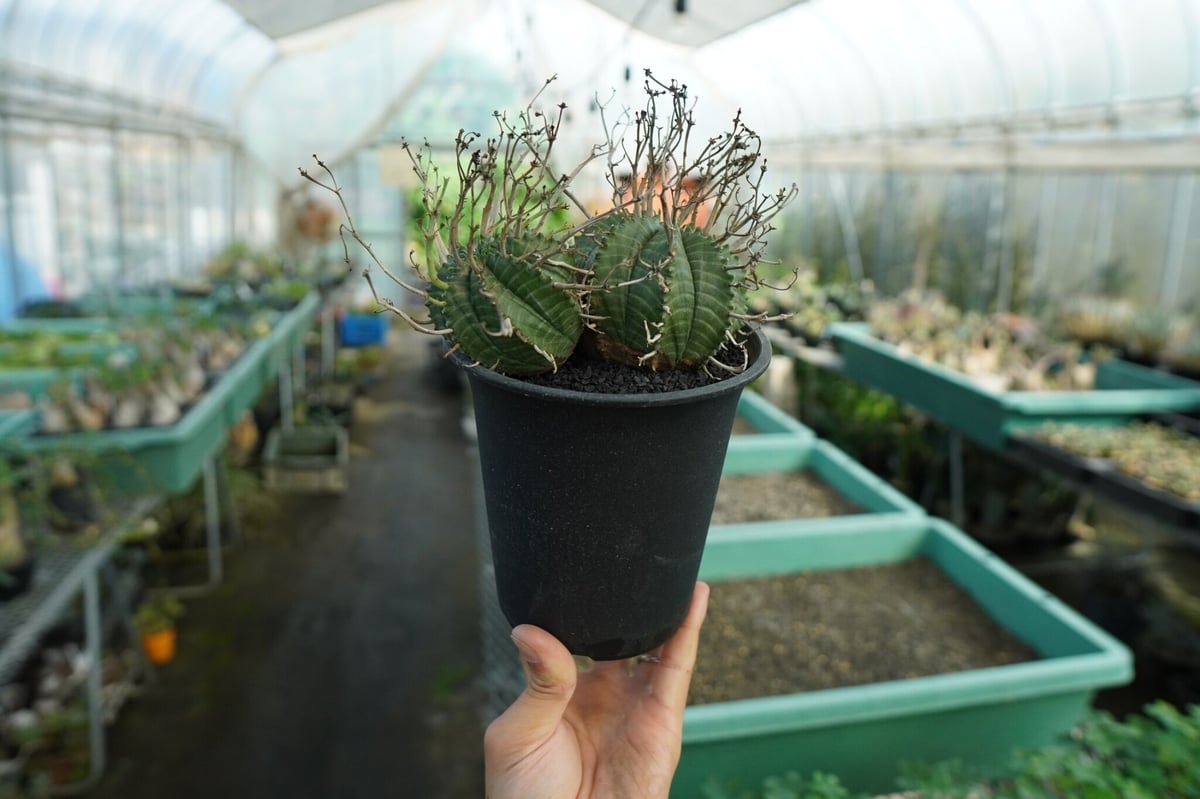 ユーフォルビア スーパーバリダ Euphorbia super valida No.1 |
