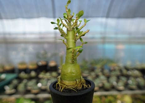 アデニウム　Adenium　No.19