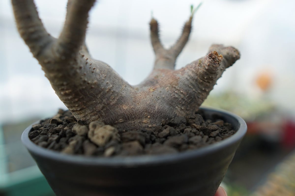 パキポディウム マカイエンセ Pachypodium makayense No.1 | man