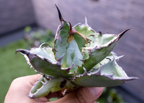 Agave B&B C NO.3
