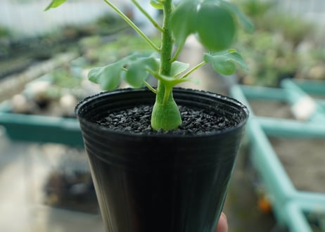 アデニア　グラウカ　Adenia glauca  No.5