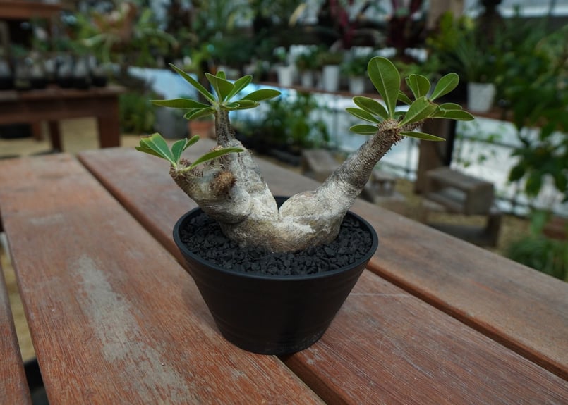 パキポディウム マカイエンセ Pachypodium makayense No.12 | ma... パキポディウム マカイエンセ
