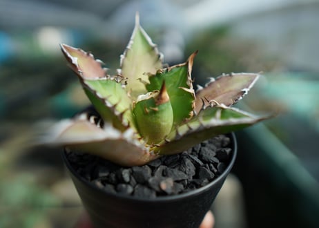 アガベ　チタノタ　レッドキャットウィーズル　Agave titanota Red catweezle　No.7