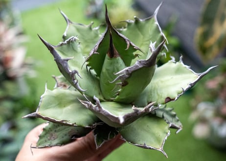 Agave titanota FO-76 B NO.5