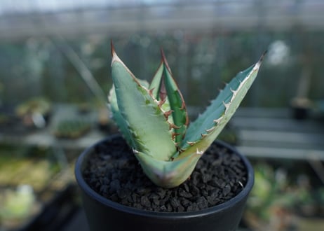 アガベ　チタノタ　ブルー　agave titanota Blue  No.2
