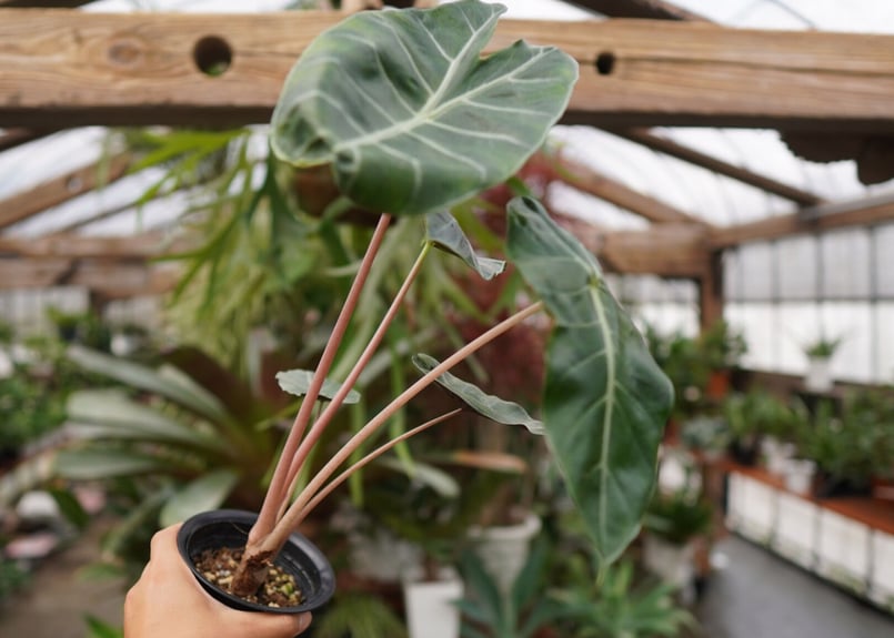 アロカシア ピンクドラゴン | mana's farm:塊根植物・アガベ・ドライ