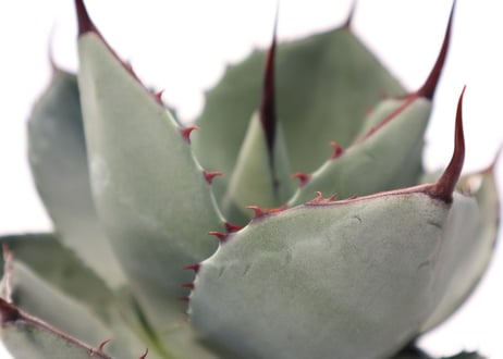 アガベ　パリー　トランカータ　Agave parryi truncata huntington  no.3