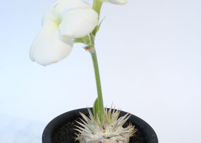 パキポディウム エブレネウム 実生 №6 | mana's farm:塊根植物