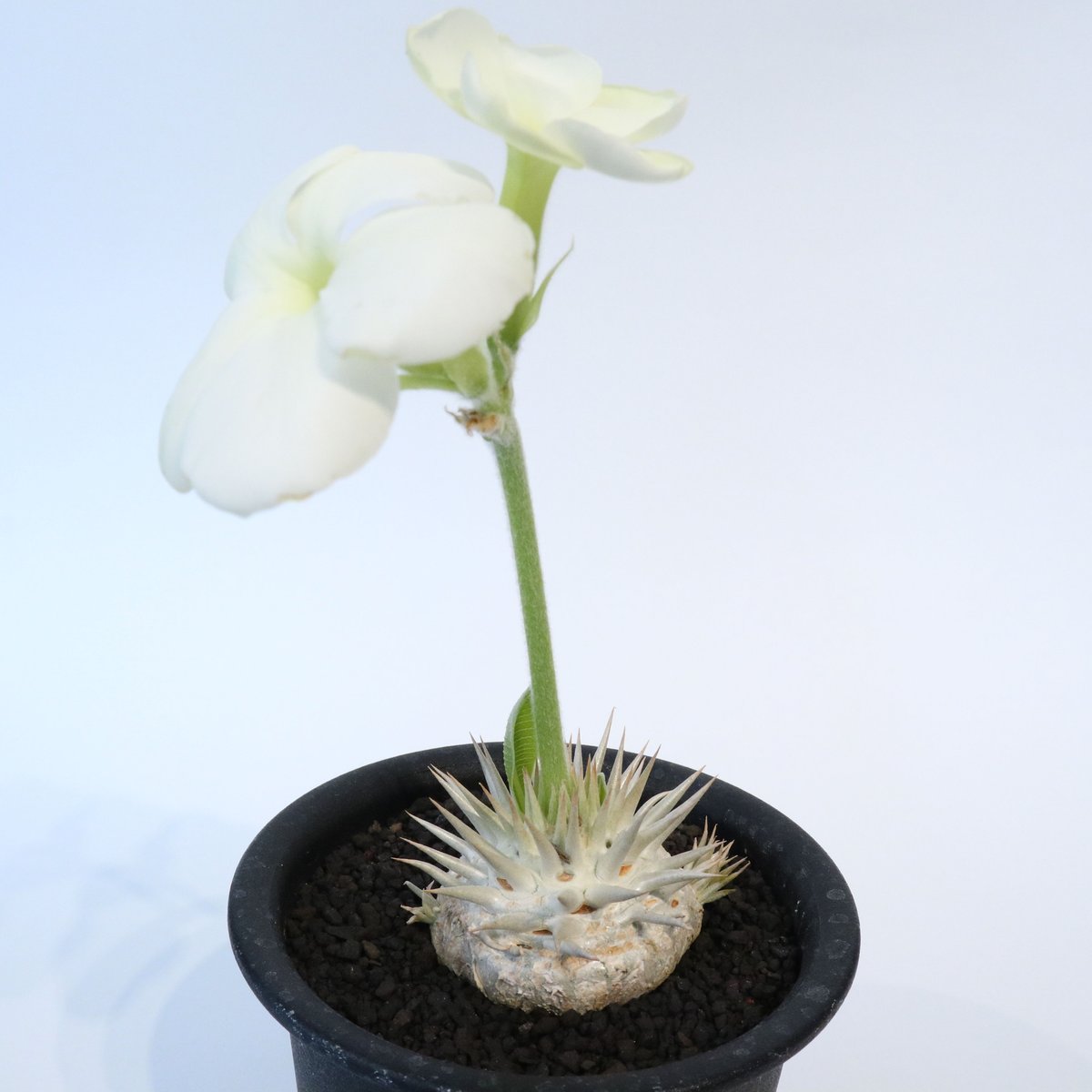 パキポディウム　エブレネウム　実生6年目　鉢付き　塊根植物　観葉植物 パキポディウム エブレネウム 実生6年目 鉢付き 塊根植物 観葉植物