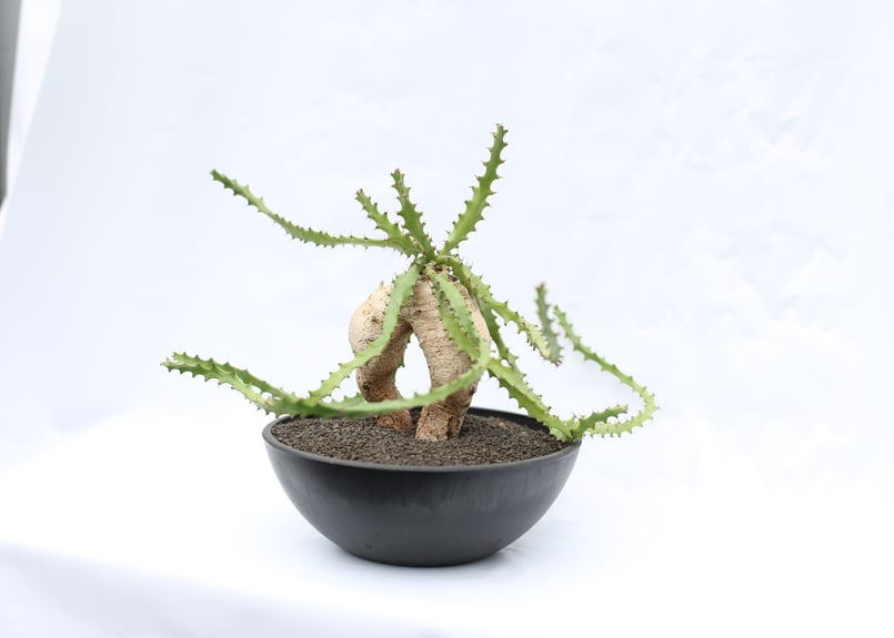 ユーフォルビア スクアローサ | mana's farm:塊根植物・アガベ・ドライ