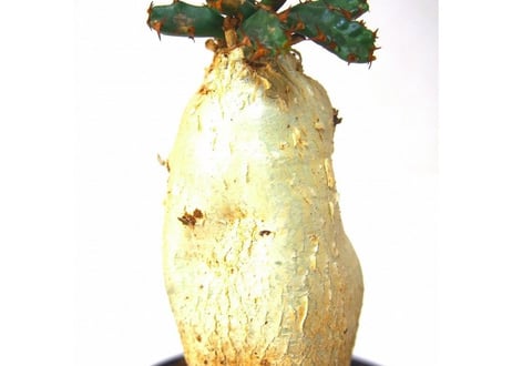 ユーフォルビア ステラータ 飛竜  Euphorbia stellata 7 未発根