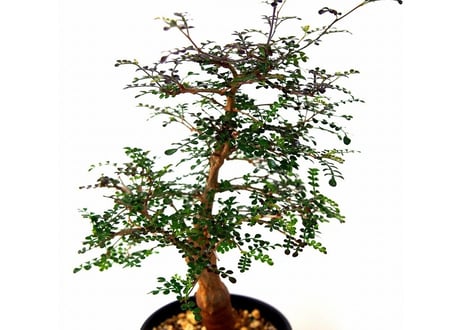 Operculicarya decaryi  オペルクリカリア・デカリー