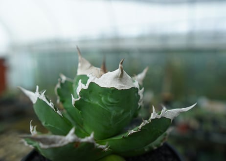 アガベ　チタノタ　白火焔　agave titanota white fire