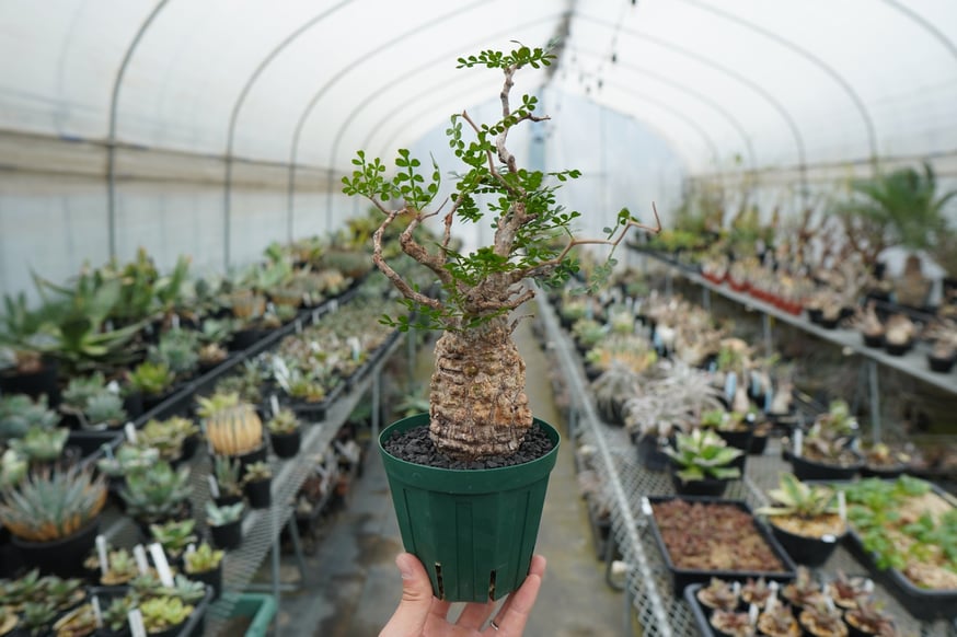 大人気のパキプスが一株のみ入荷しました。 | mana's farm:塊根植物