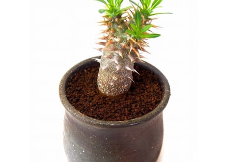 Pachypodium rosulatum   パキポディウム　ロスラーツム  №２