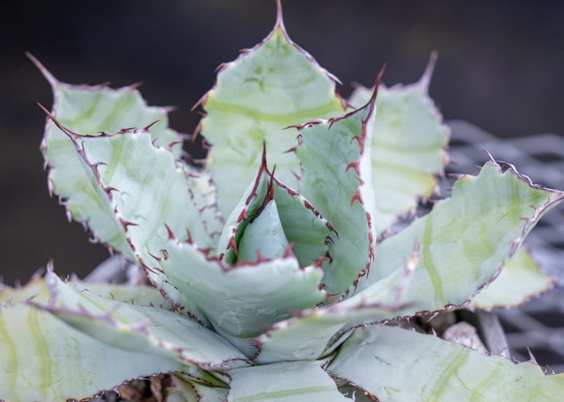 アガベ グアダラハラナ Agave guadalajarana | mana's green: アガベ グアダラハラナ Agave guadalajarana | mana's green: