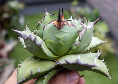 Agave titanota dwarf 姫厳龍NO.8