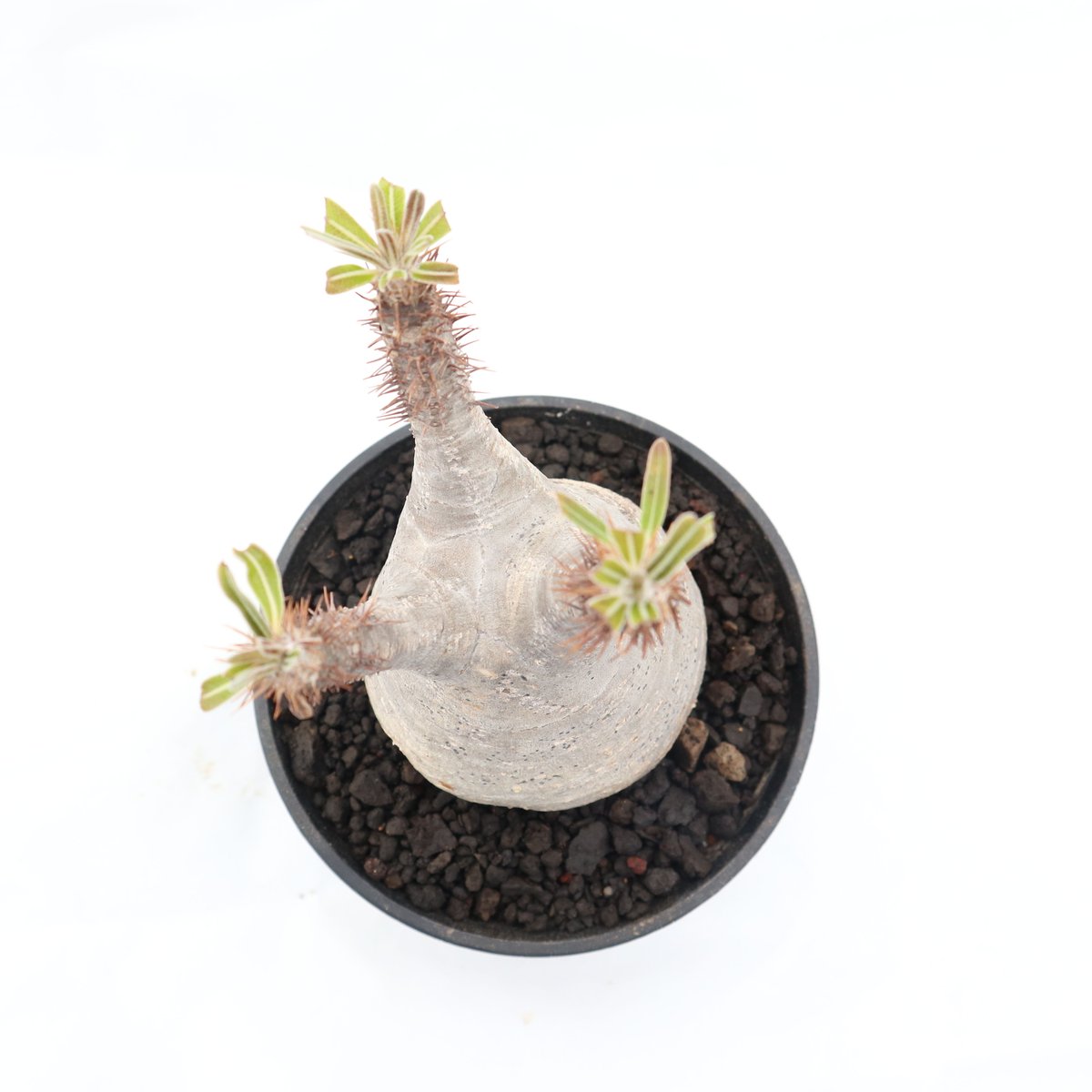 塊根植物 グラキリス パキポディウム グラキリス no.95 | mana's farm:塊根植物・アガベ