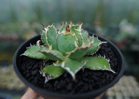 アガベ　チタノタ　フィリグリー　agave titanota filigree　No.5