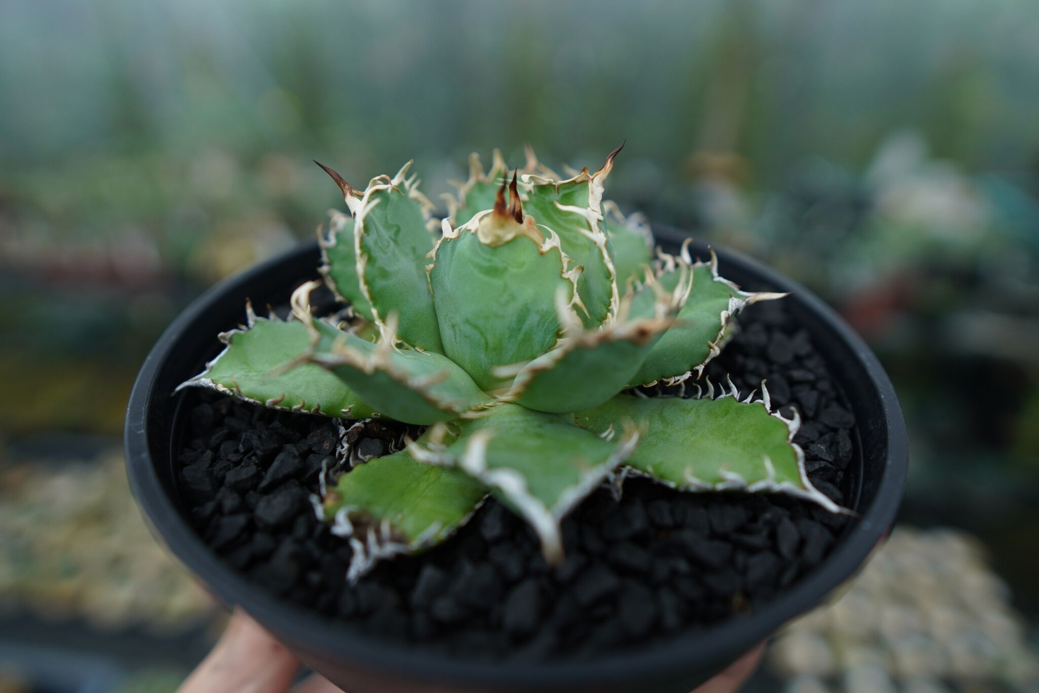 アガベ チタノタ フィリグリー agave titanota filigree No.5 |