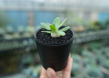 パキポディウム　恵比寿笑い　Pachypodium brevicaule　No.6