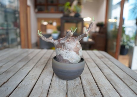 パキポディウム　グラキリス　 Pachypodium Gracilius