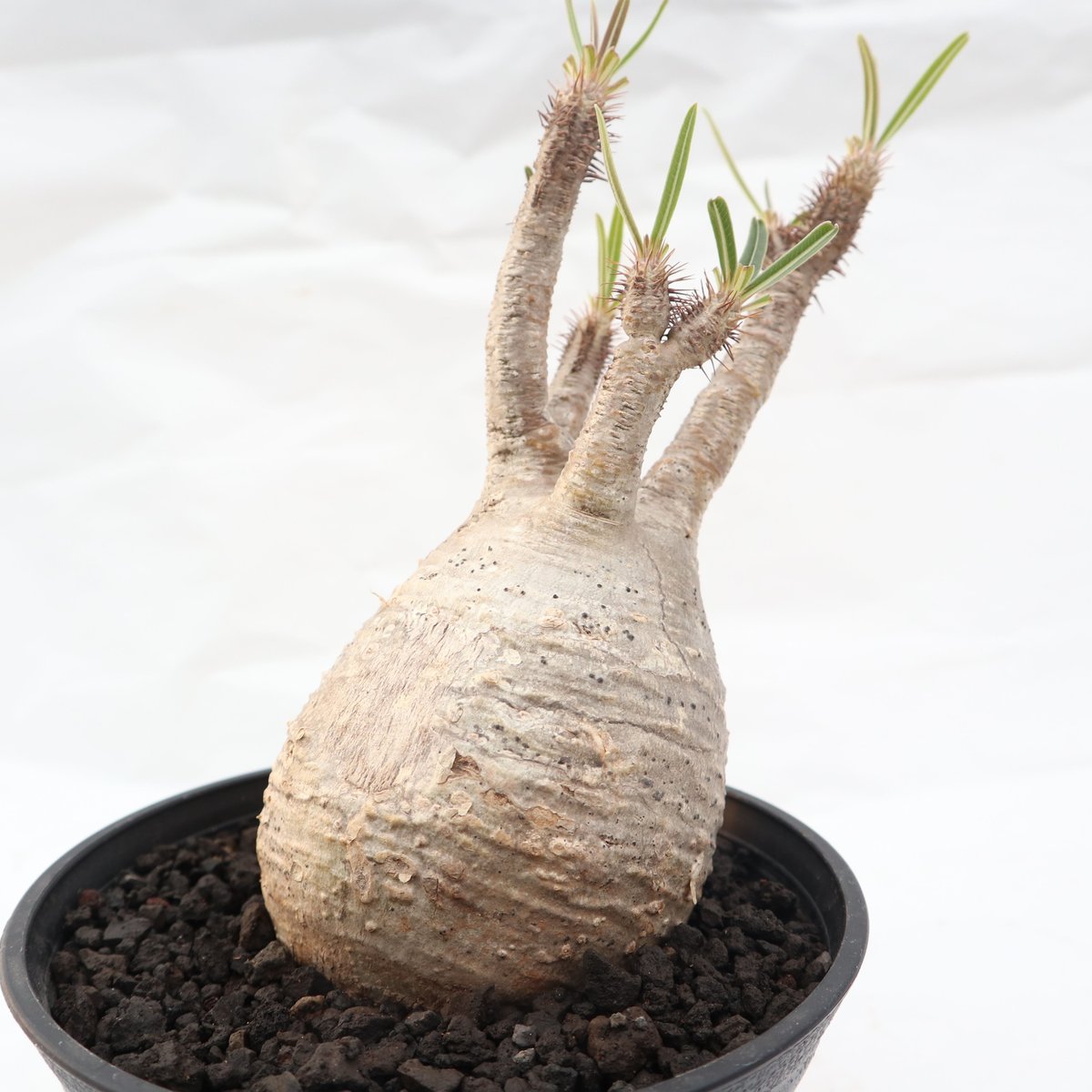 パキポディウム グラキリス no.99 | mana's farm:塊根植物・アガベ