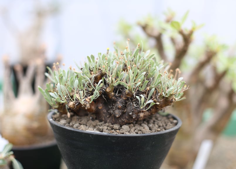 オトンナ ユーフォルビオイデス | mana's farm:塊根植物・アガベ