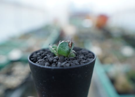 アガベ　チタノタ　 ブラックアンドブルー 　Agave titanota black and blue　No.4