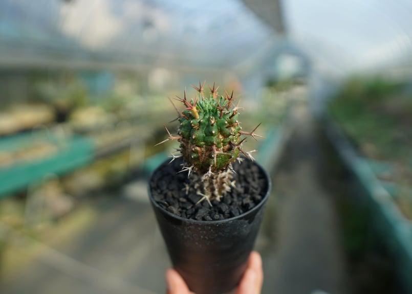 ユーフォルビア 群星冠 Euphorbia stellispina No.2 | mana'