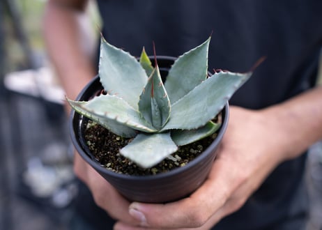 Agave parryi