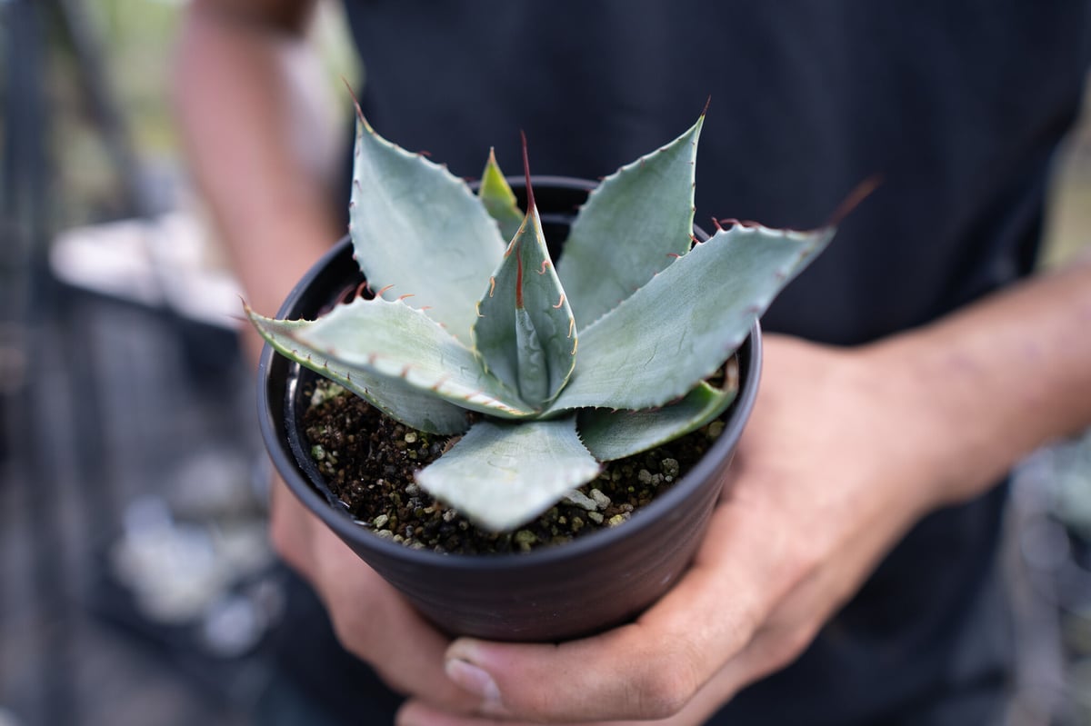 Agave parryi | mana's farm:塊根植物・アガベ・ドライガーデン植物販売