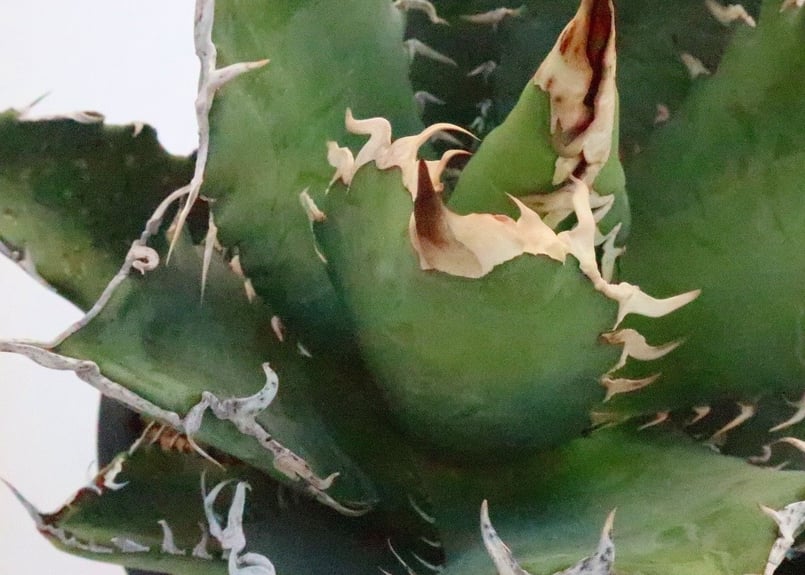 Style_of_chikaraアガベ　チタノタ　シエラミクティカ　送料込 アガベ チタノタ 