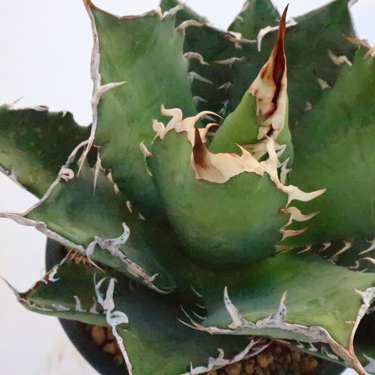 アガベ チタノタ シエラミクスティカ | mana's farm:塊根植物・アガベ