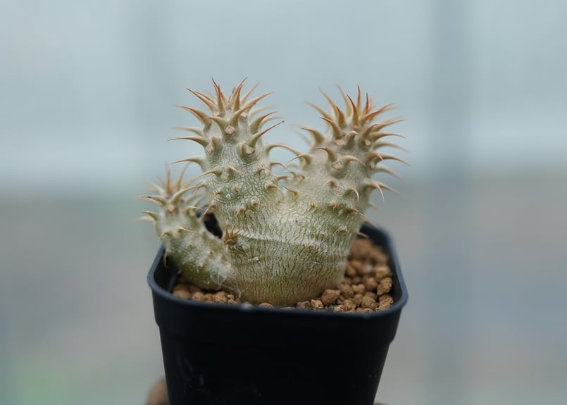 パキポディウム マカイエンセ 沖縄実生 No.1 [2026/02/12] | mana's