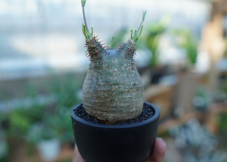 【未発根】パキポディウム　グラキリス　 Pachypodium Gracilius  No.38