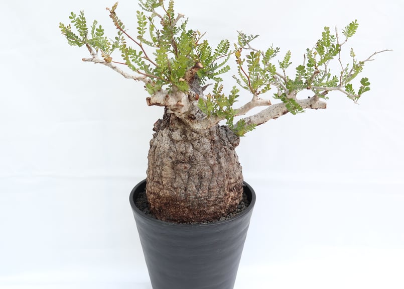 オペルクリカリア パキプス | mana's farm:塊根植物・アガベ・ドライ