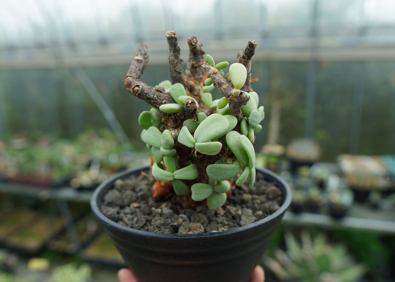 ケラリア ピグマエア Ceraria pygmaea No.3 | mana's farm:塊