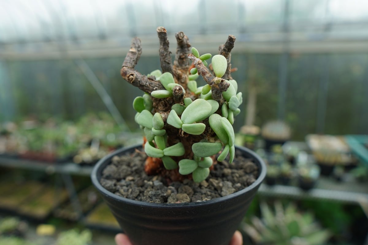 ケラリア ピグマエア Ceraria pygmaea No.3 | mana's farm:塊