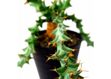 Euphorbia tortirama ユーフォルビア・ムクジエンシス