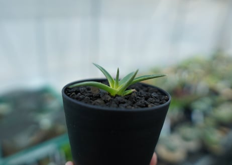 ディッキア　ムーングロー　Dyckia brevifolia  Moon Glow　No.3