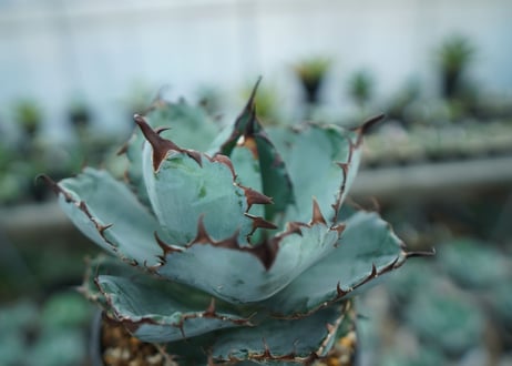 アガベ　チタノタ　 ブラックアンドブルー 　Agave titanota black and blue　NO.8