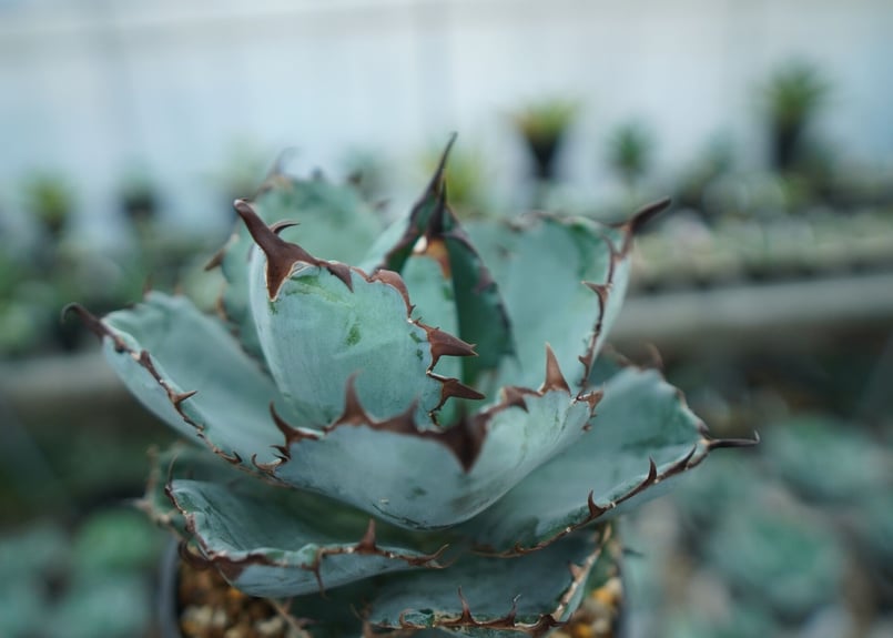 アガベ チタノタ ブラックアンドブルー Agave titanota black and