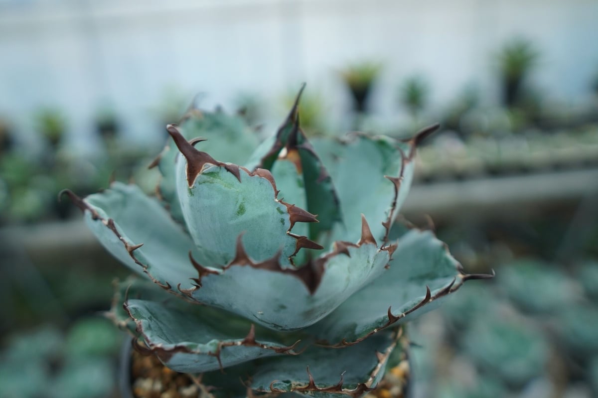 アガベ チタノタ ブラックアンドブルー Agave titanota black and アガベ チタノタ ブラックアンドブルー Agave titanota black and
