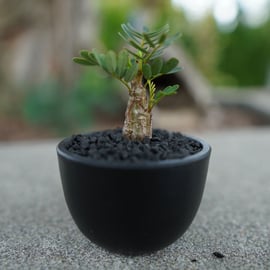 made by manaka】沖縄実生株を数量限定で販売します。 | mana's farm