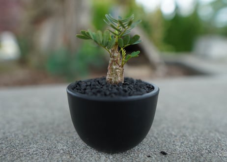 【沖縄実生株】センナ　メリディオナリス　Senna meridionalis  No.1